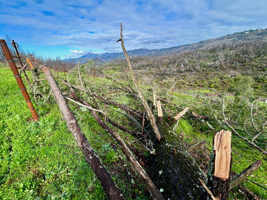 Winter News from the Vineyard